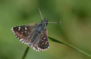 Kzl Zpzp (Spialia orbifer)