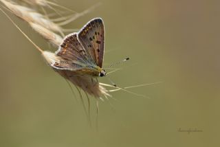 sli Bakr Gzeli (Lycaena tityrus)