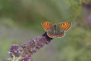 sli Bakr Gzeli (Lycaena tityrus)