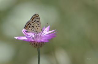 sli Bakr Gzeli (Lycaena tityrus)