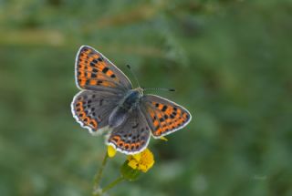 �sli Bak�r G�zeli&nbsp;(Lycaena&nbsp;tityrus)
