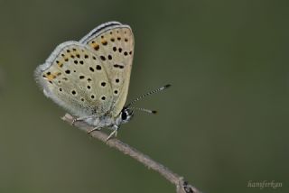 sli Bakr Gzeli (Lycaena tityrus)