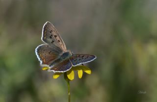 sli Bakr Gzeli (Lycaena tityrus)