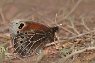 Uygur Gzelesmeri (Proterebia afra)