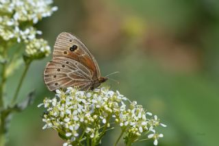 Uygur Gzelesmeri (Proterebia afra)