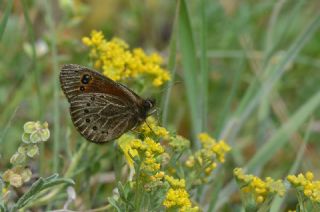 Uygur Gzelesmeri (Proterebia afra)