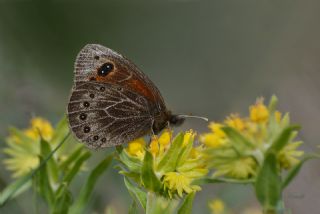 Uygur G�zelesmeri&nbsp;(Proterebia&nbsp;afra)