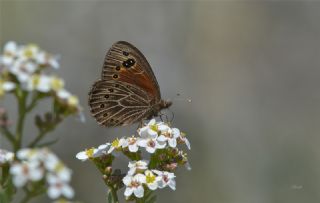 Uygur Gzelesmeri (Proterebia afra)