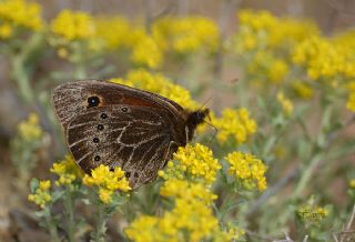Uygur G�zelesmeri&nbsp;(Proterebia&nbsp;afra)
