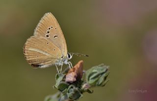 ? Agro Tr (Tanmsz) (Agrodiaetus sp.)