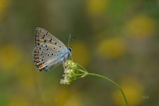 Byk Mor Bakr Gzeli (Lycaena alciphron)