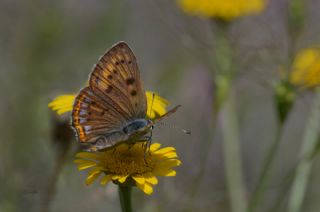 Byk Mor Bakr Gzeli (Lycaena alciphron)