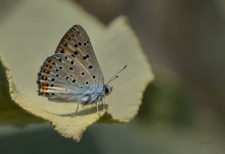 Byk Mor Bakr Gzeli (Lycaena alciphron)