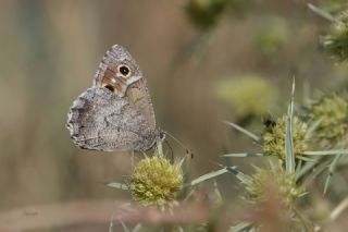 Aa Karamelei (Hipparchia statilinus)