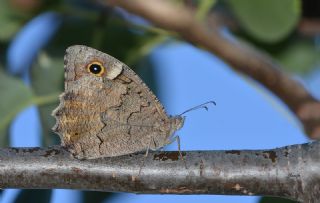 Anadolu Karamelei (Hipparchia fatua)