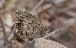 Anadolu Karamelei (Hipparchia fatua)