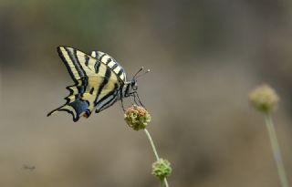 Kaplan Krlangkuyruk (Papilio alexanor)