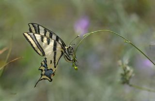 Kaplan Krlangkuyruk (Papilio alexanor)