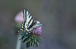 Kaplan Krlangkuyruk (Papilio alexanor)