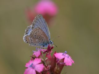 okgzl Yalanc Eros (Polyommatus eroides)