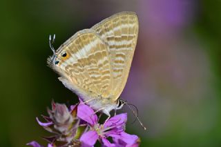 Lampides (Lampides boeticus)