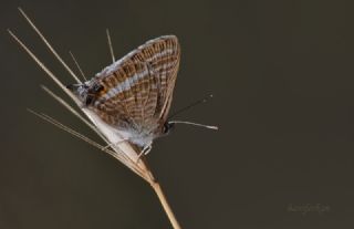 Lampides (Lampides boeticus)