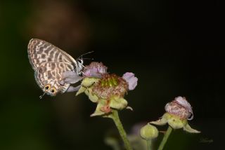 Mavi Zebra (Leptotes pirithous)