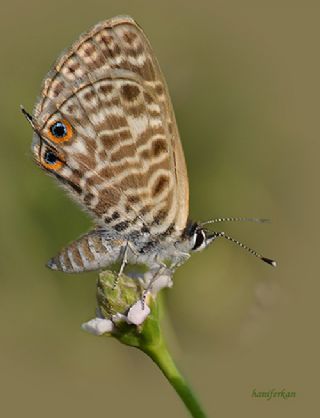 Mavi Zebra (Leptotes pirithous)