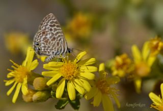 Mavi Zebra (Leptotes pirithous)