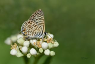 Mavi Zebra (Leptotes pirithous)