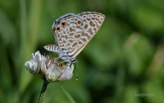 Mavi Zebra (Leptotes pirithous)