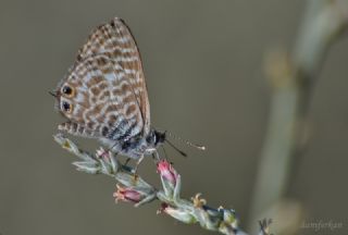 Mavi Zebra (Leptotes pirithous)