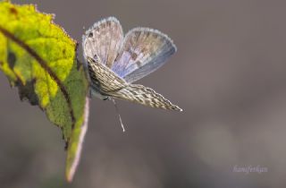 Mavi Zebra&nbsp;(Leptotes&nbsp;pirithous)