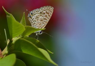 Mavi Zebra (Leptotes pirithous)