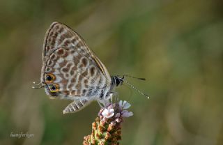 Mavi Zebra (Leptotes pirithous)