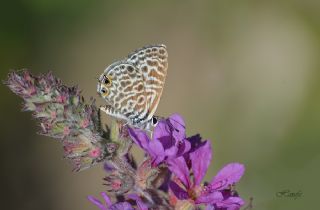 Mavi Zebra (Leptotes pirithous)