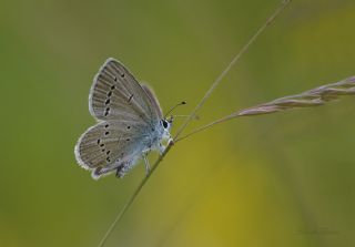 Minik Kupid (Cupido minimus)