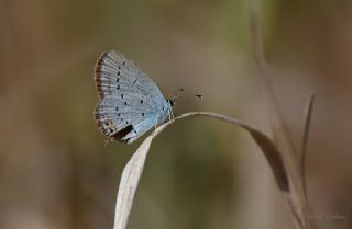 Everes&nbsp;(Cupido&nbsp;argiades)