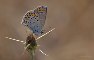 Doulu Esmergz (Plebejus carmon)