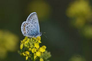 Gm Lekeli Esmergz (Plebejus argus)