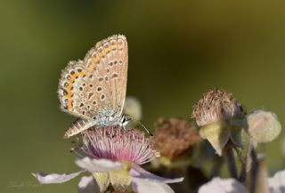 Gm Lekeli Esmergz (Plebejus argus)