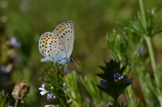 Gm Lekeli Esmergz (Plebejus argus)