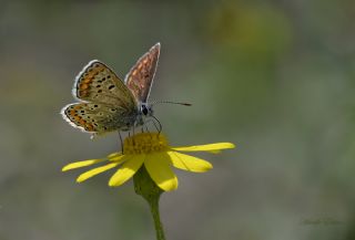 okgzl Esmer (Aricia agestis)
