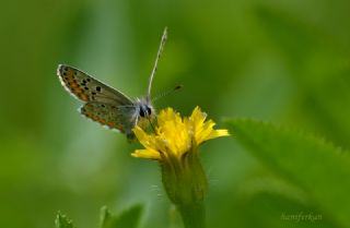 okgzl Esmer (Aricia agestis)