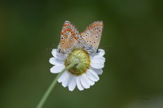 okgzl Esmer (Aricia agestis)