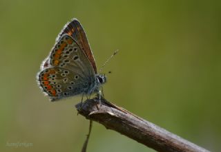 okgzl Esmer (Aricia agestis)