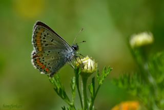okgzl Esmer (Aricia agestis)