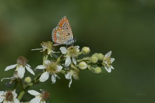 okgzl Esmer (Aricia agestis)