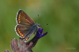 okgzl Esmer (Aricia agestis)