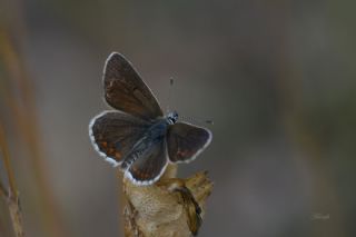 okgzl Orman Esmeri (Aricia artaxerxes)